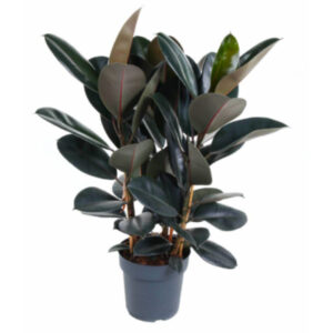 Ficus adbijan