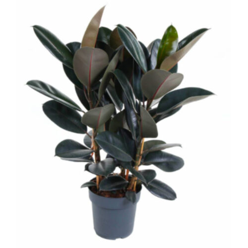Ficus adbijan