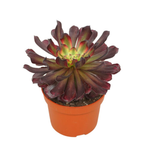 Aeonium
