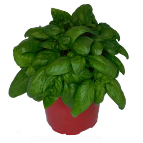 Albahaca