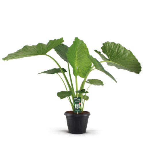 Alocasia macrorrhizos
