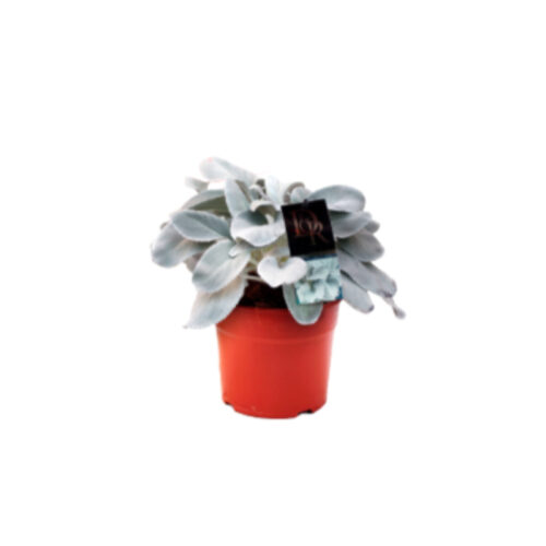 Senecio angel wings