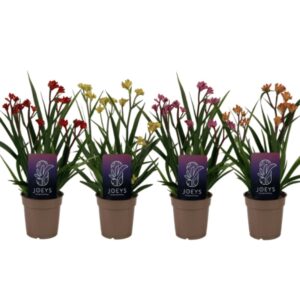 Anigozanthos