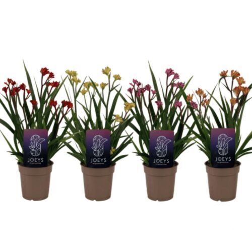 Anigozanthos