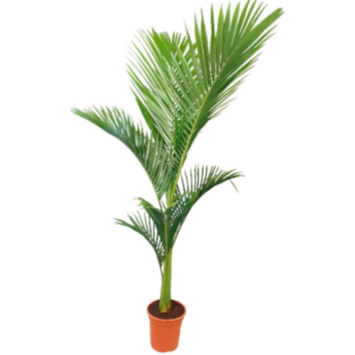 Archontophoneix alexandrae