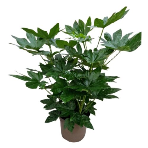 Aralia Japonica