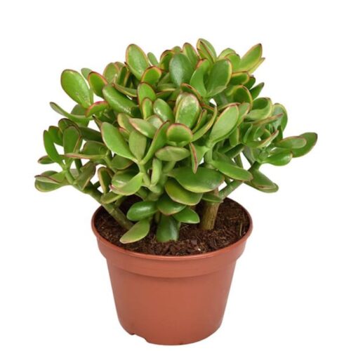 Arbol de jade