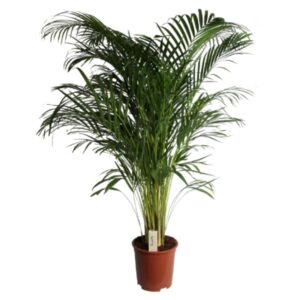 Areca