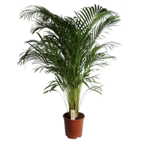 Areca