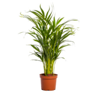 Areca