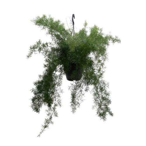 Asparagus densiflorus