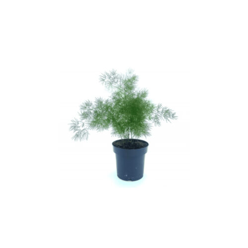 Asparagus umbellatus