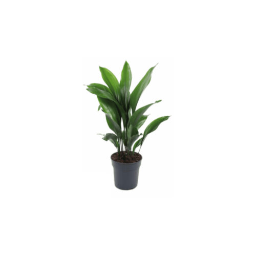 Aspidistra