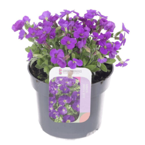 Aubrieta