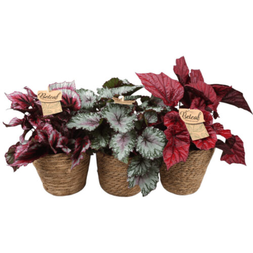 Begonia Beleaf