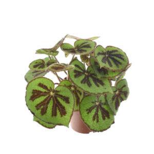 Begonia Beleaf
