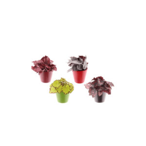 Begonia Beleaf