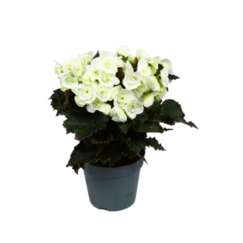 Begonia