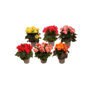 Begonia