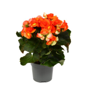 Begonia