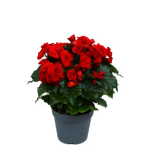 Begonia
