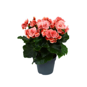 Begonia