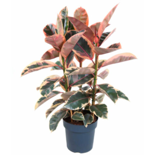 Ficus belize