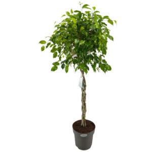 Ficus exotica copa