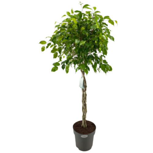 Ficus exotica copa