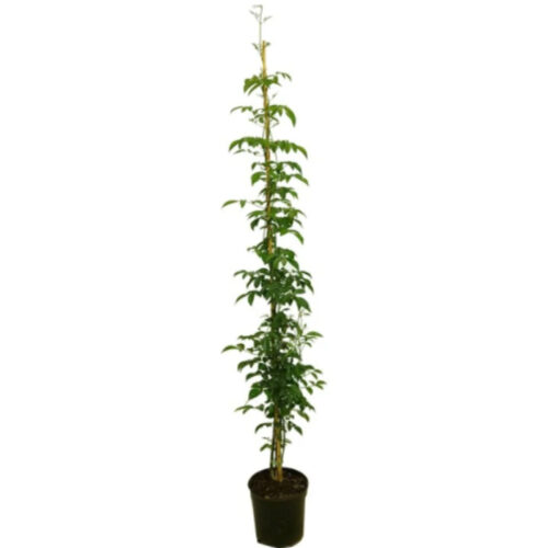 Bignonia