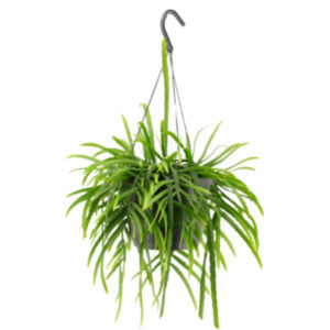 Lepismium bolivianum