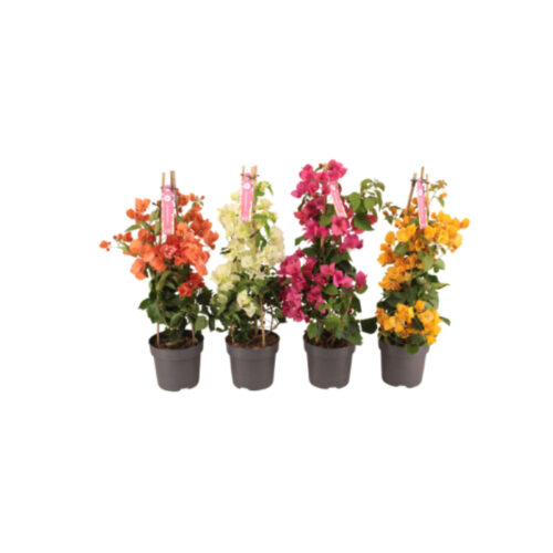 Bouganvillea