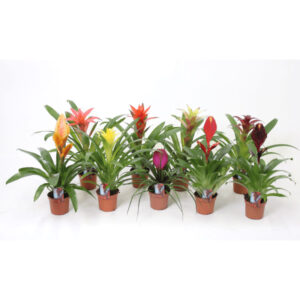 Bromelia mix