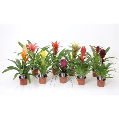 Bromelia mix