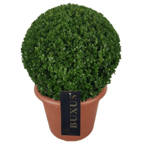 Buxus Bola