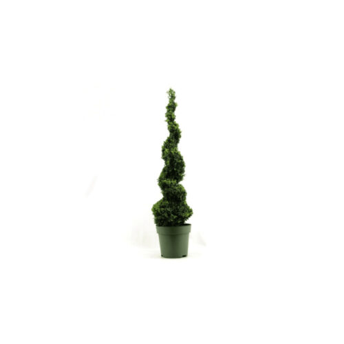 Buxus Espiral