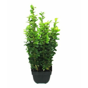 Buxus