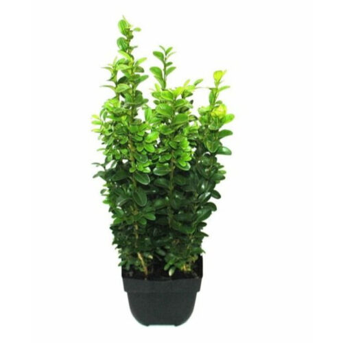 Buxus