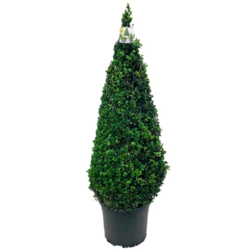 Buxus Piramide