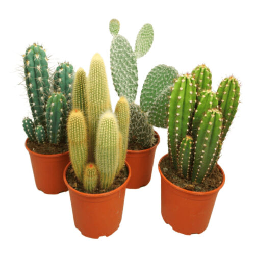 Cactus mix
