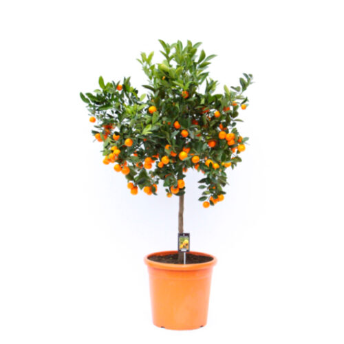 Calamondin