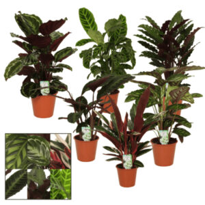 Calathea