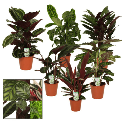 Calathea