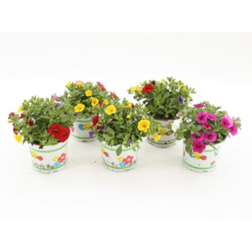 Calibrachoa