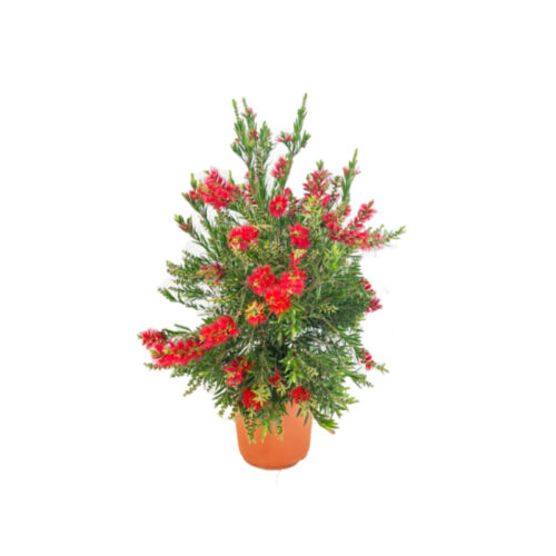 Callistemon
