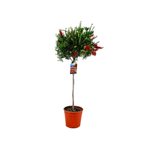 Callistemon Copa