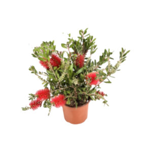 Callistemon