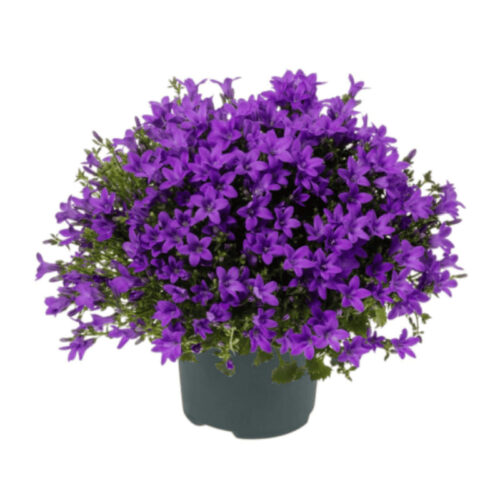 Campanula
