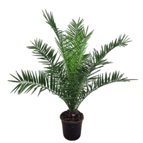 Phoneix canariensis