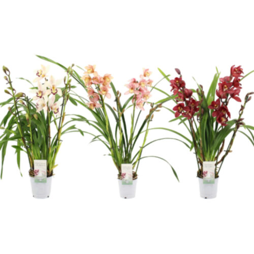 Cymbidium 1T